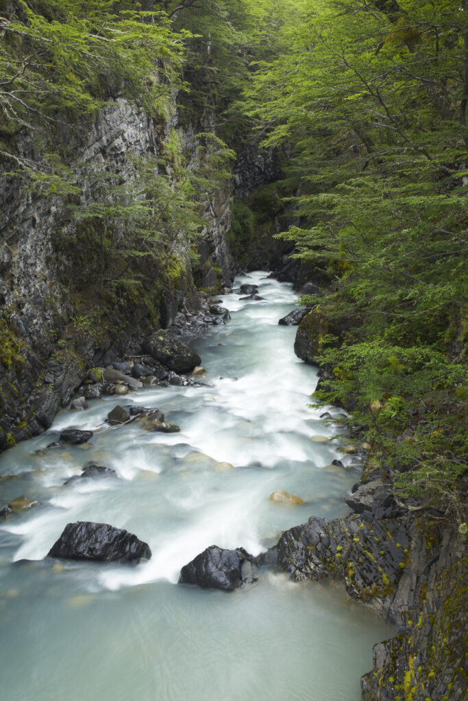 Chile, Southern Patagonia, Torres Del Paine National Park. Rapids on the Rio de los Perro running through a forested gorge on the ‘Circuit’ track.