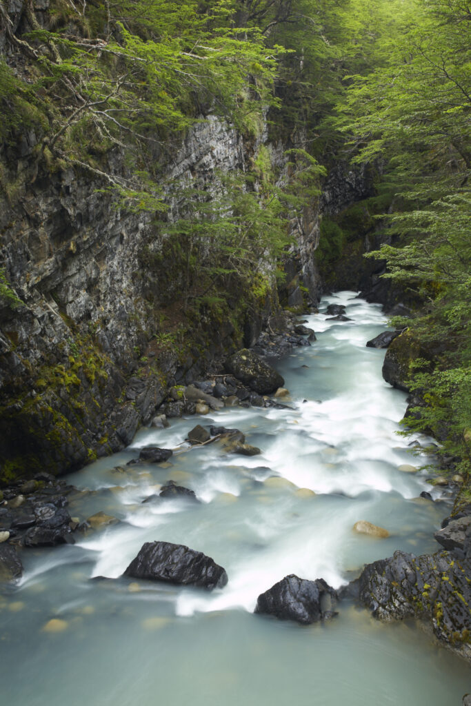 Chile, Southern Patagonia, Torres Del Paine National Park. Rapids on the Rio de los Perro running through a forested gorge on the ‘Circuit’ track.