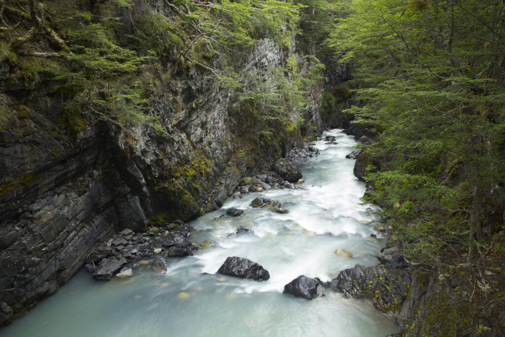 Chile, Southern Patagonia, Torres Del Paine National Park. Rapids on the Rio de los Perro running through a forested gorge on the ‘Circuit’ track.
