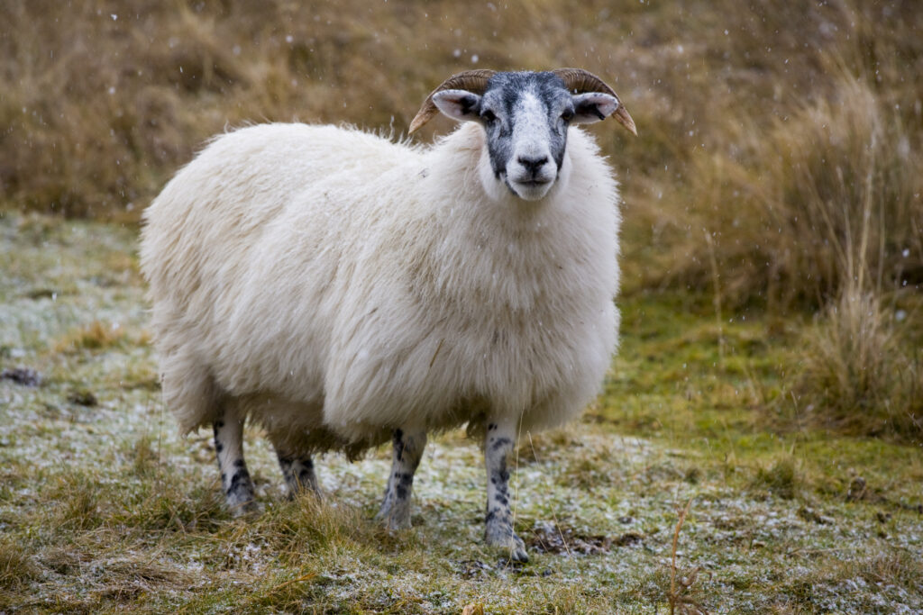 Scotland, Scottish Borders, Sheep near Glentude Hill.