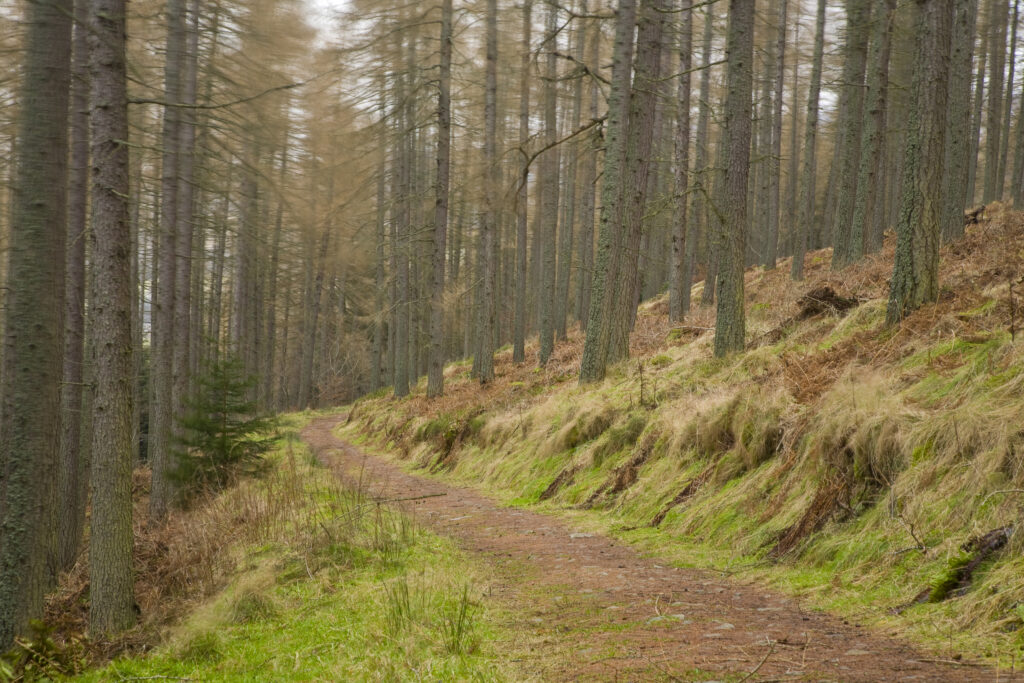 Scotland, Scottish Borders, Cardrona Forest.