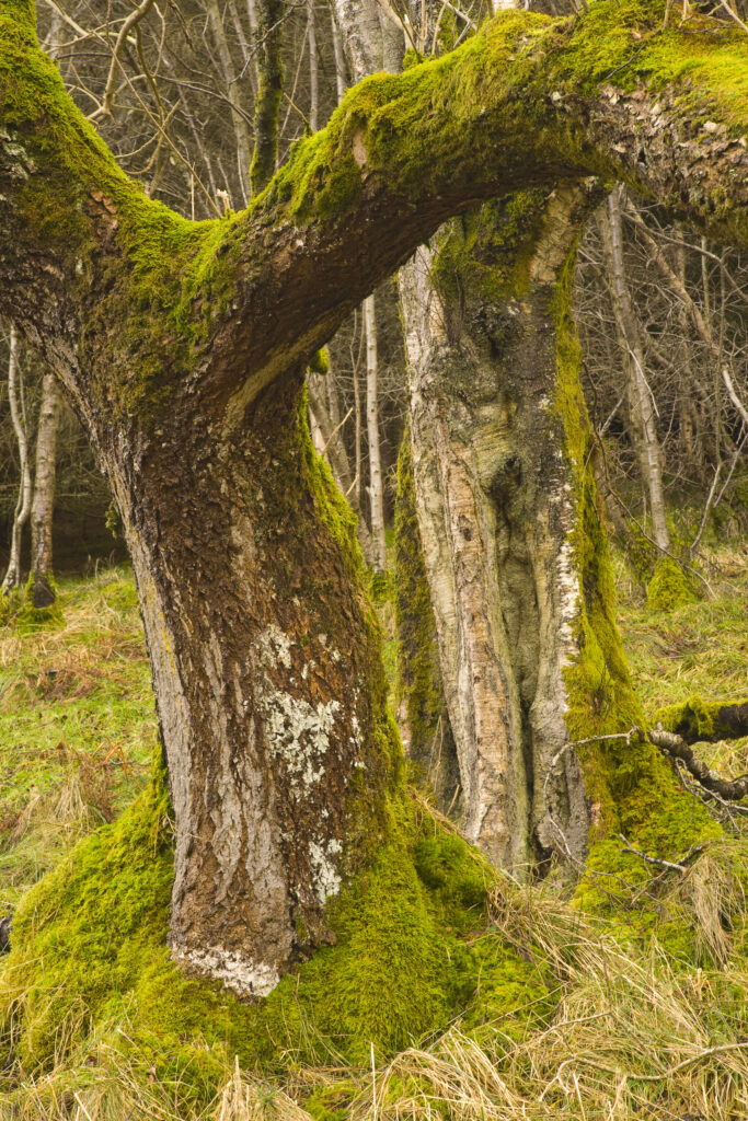 Scotland, Scottish Borders, Cragbank Woods.