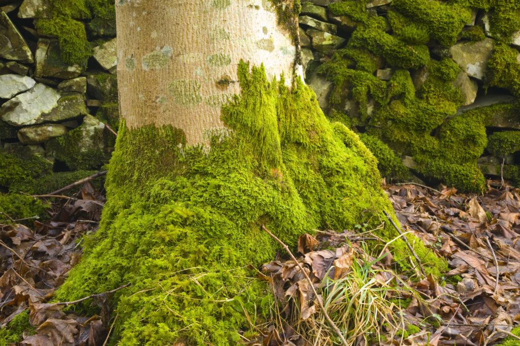 Scotland, Scottish Borders, Wauchope Forest.
