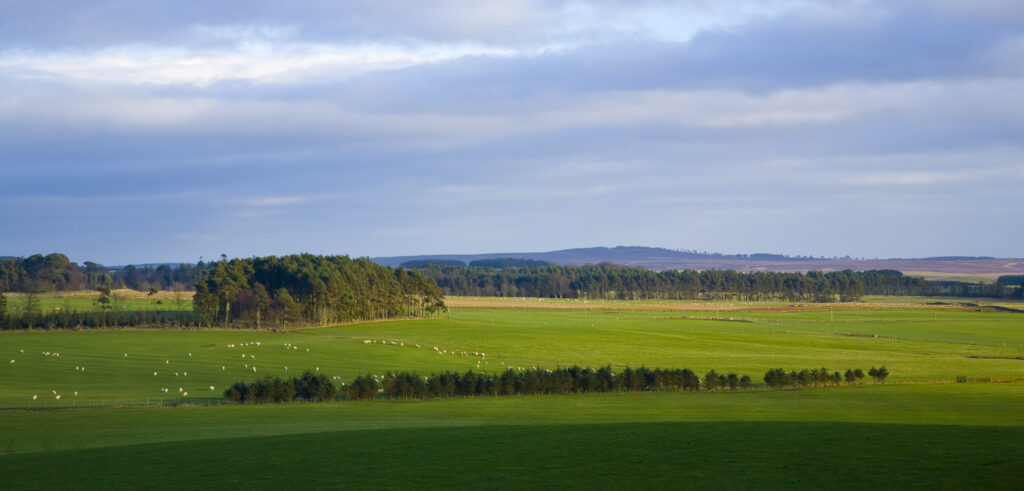 Scotland, Scottish Borders, Harelaw Moor.