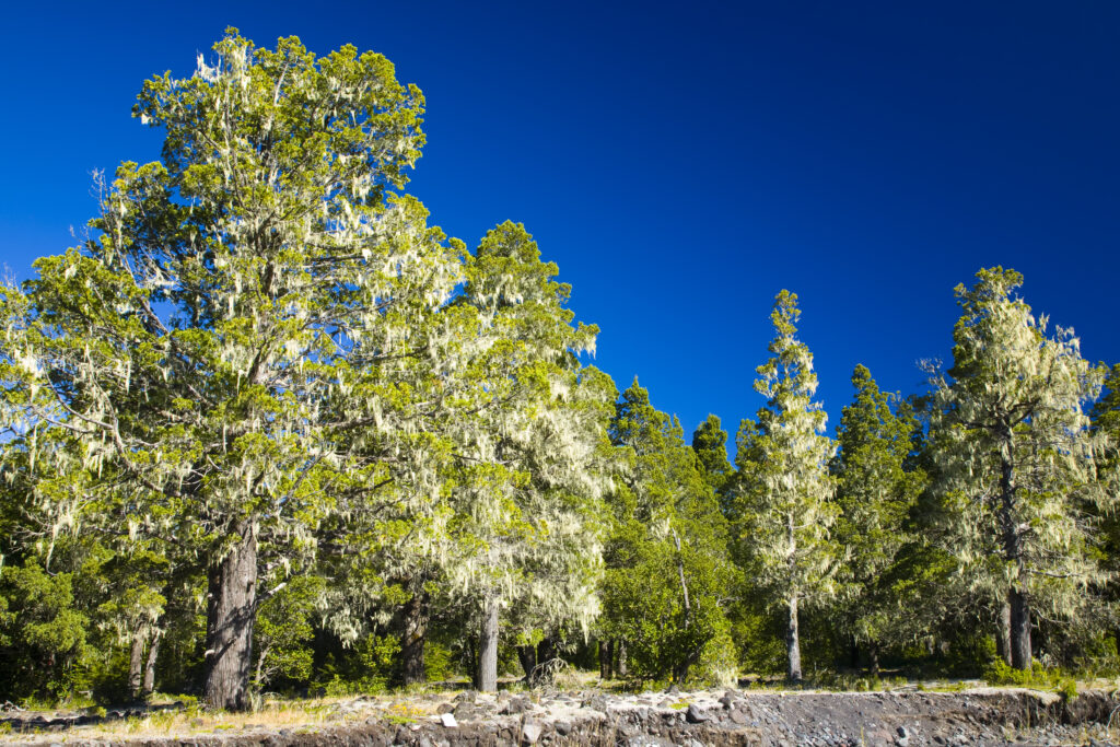 Argentina, The Lake District, Parque Nacional Lanin.