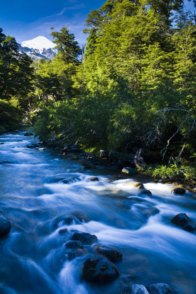 Argentina, The Lake District, Parque Nacional Lanin.