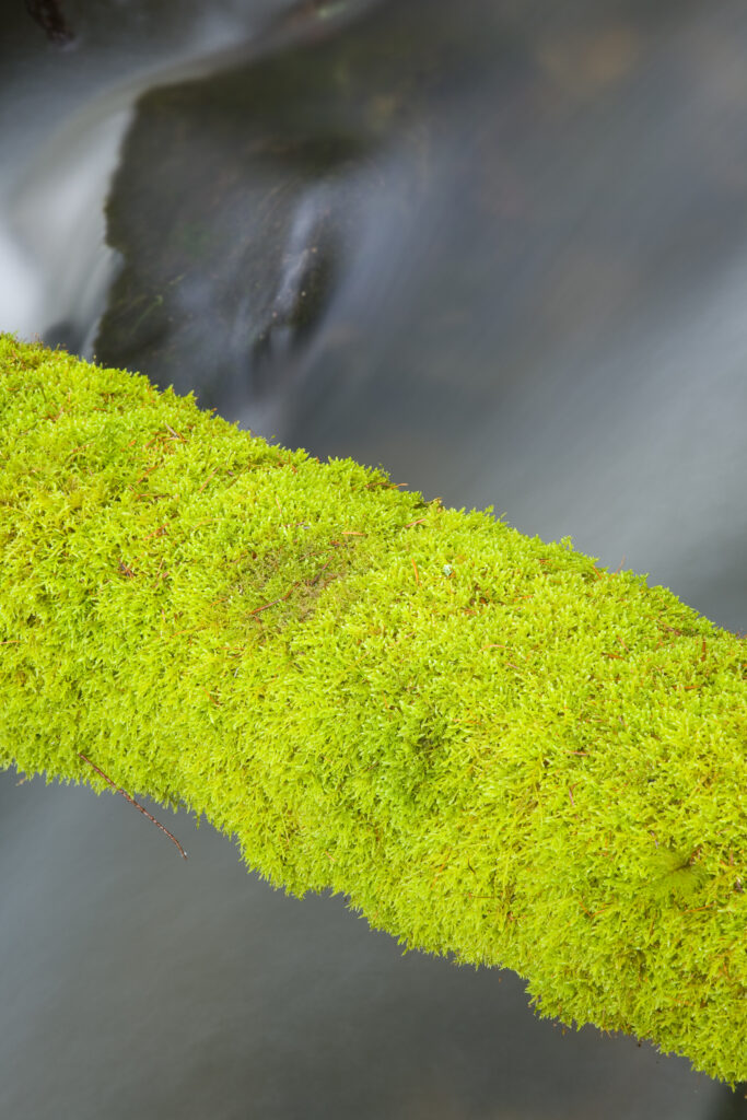 Scotland, Scottish Borders. Moss covered tree branch.