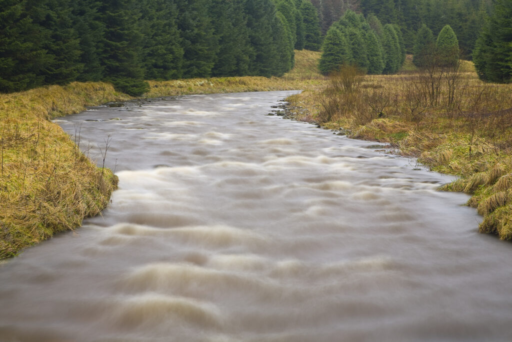 Scotland, Scottish Borders, Craik Forest.