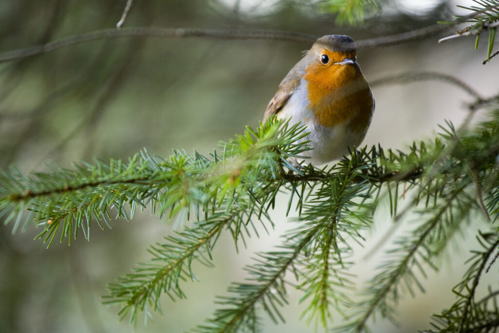 Scotland, Scottish Borders, Alemoor Loch.
