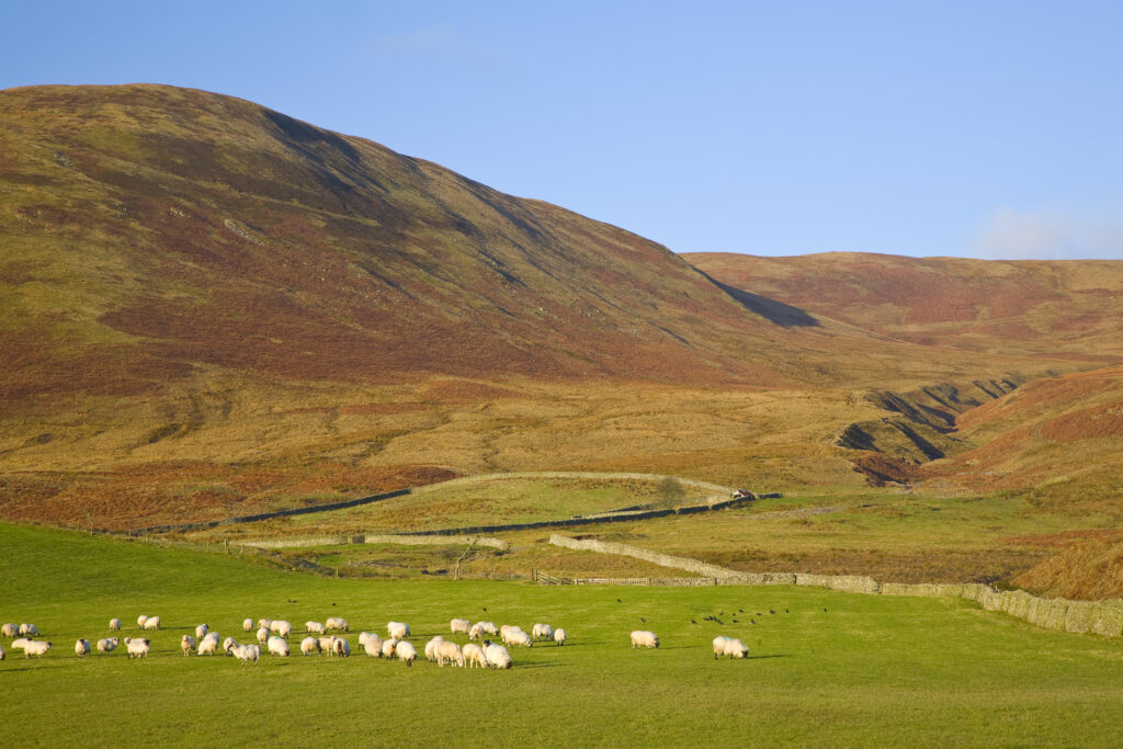 Scotland, Scottish Borders, Ettrick Valley.