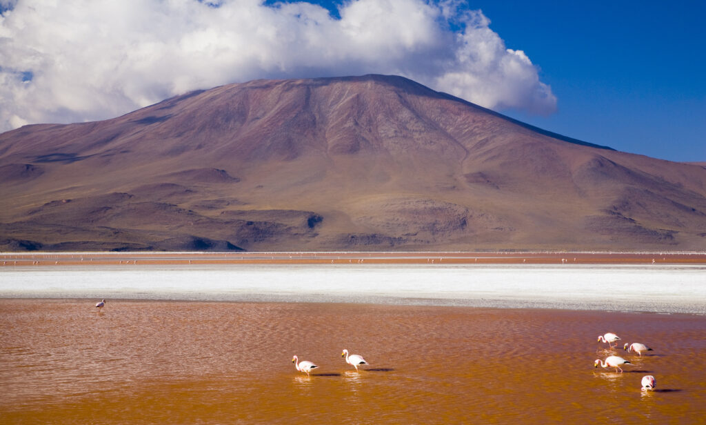 Bolivia, Southern Altiplano, Laguna Colorada.