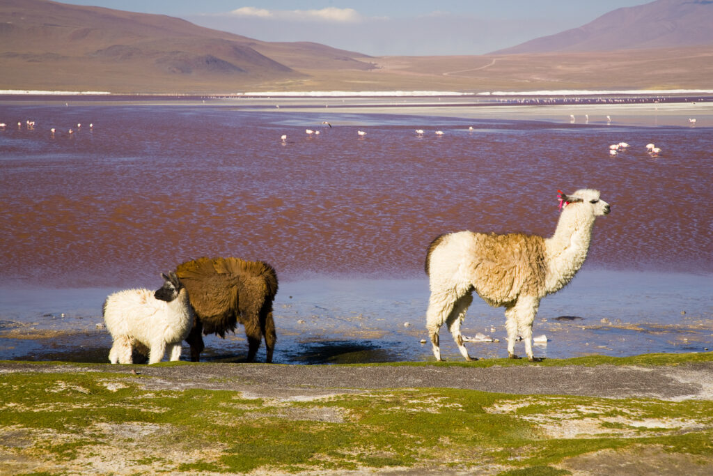 Bolivia, Southern Altiplano, Laguna Colorada.