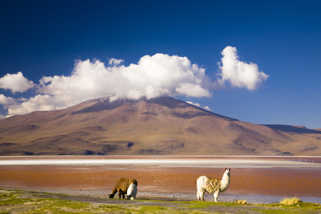 Bolivia, Southern Altiplano, Laguna Colorada.