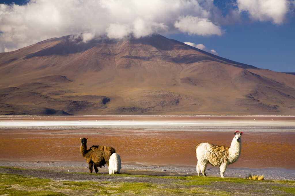 Bolivia, Southern Altiplano, Laguna Colorada.