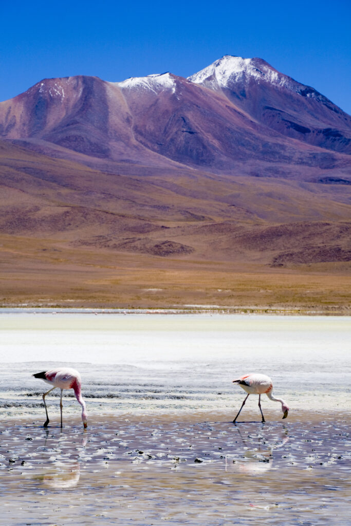 Bolivia, Southern Altiplano, Uyuni Highlands.