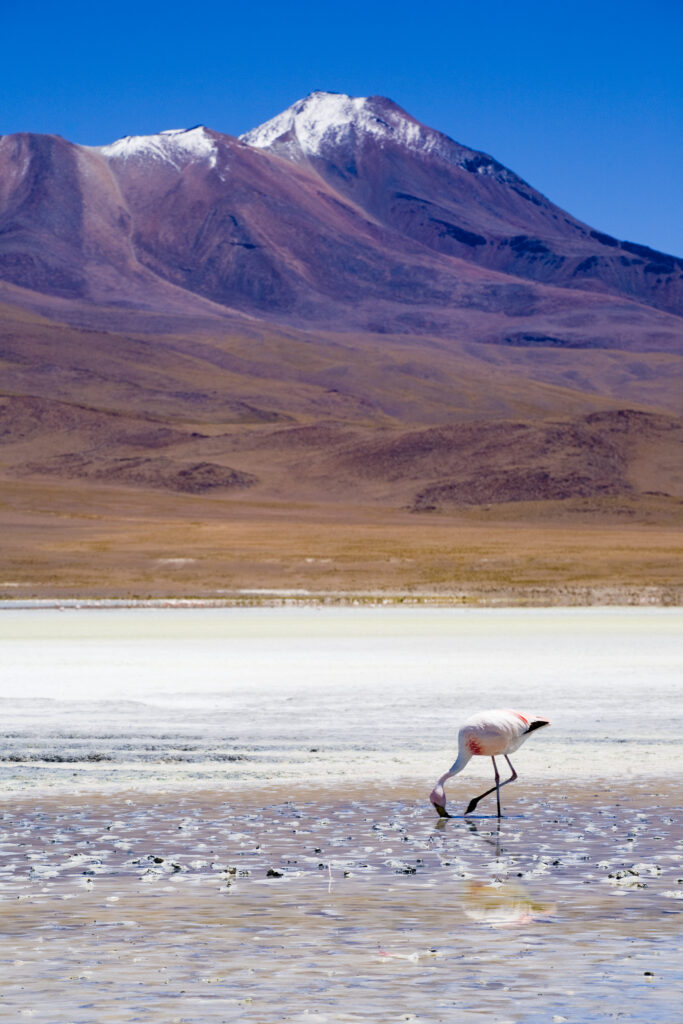 Bolivia, Southern Altiplano, Uyuni Highlands.