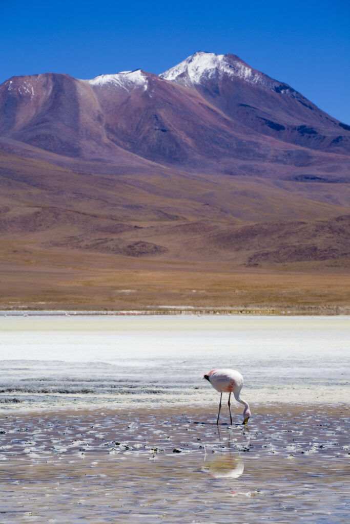 Bolivia, Southern Altiplano, Uyuni Highlands.