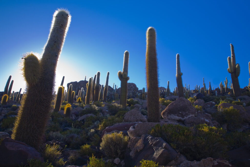 Bolivia, Southern Altiplano, Salar de Uyuni.