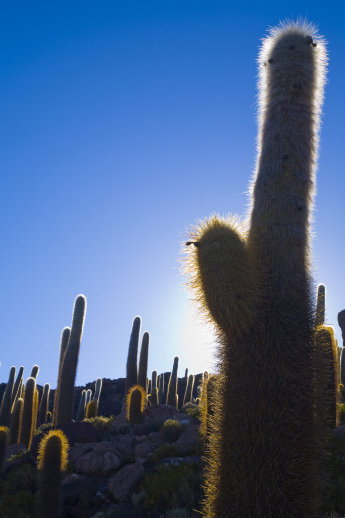 Bolivia, Southern Altiplano, Salar de Uyuni.