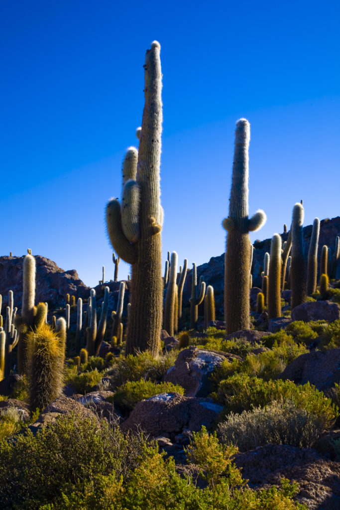 Bolivia, Southern Altiplano, Salar de Uyuni.
