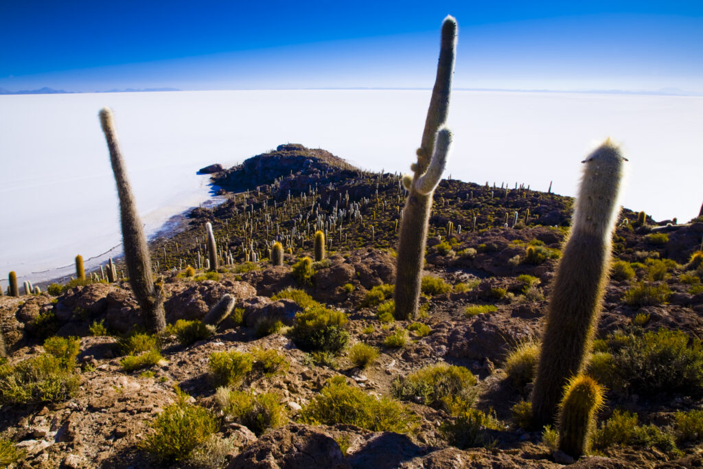 Bolivia, Southern Altiplano, Salar de Uyuni.