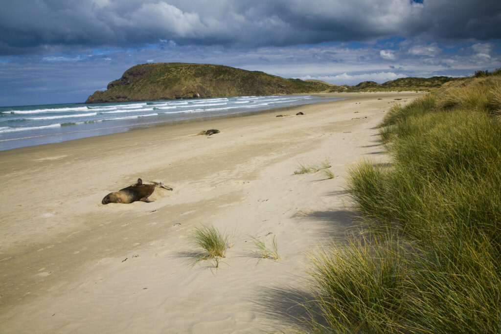 New Zealand, Otago, The Catlins.