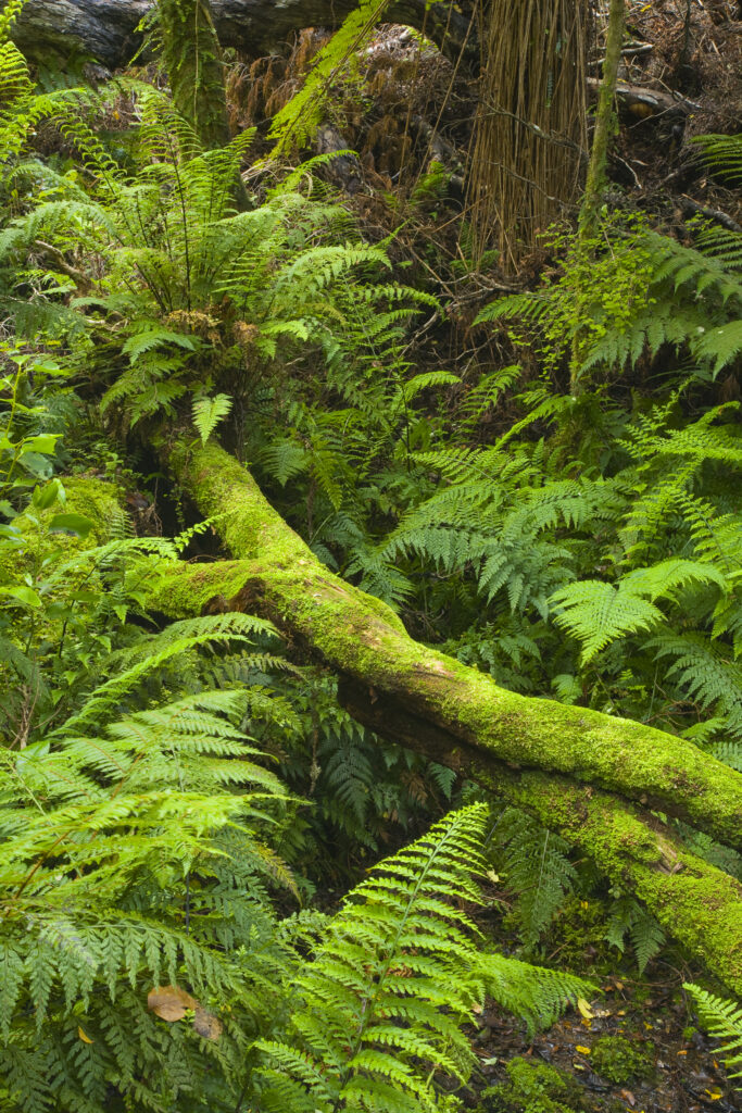New Zealand, Southland, The Catlins.