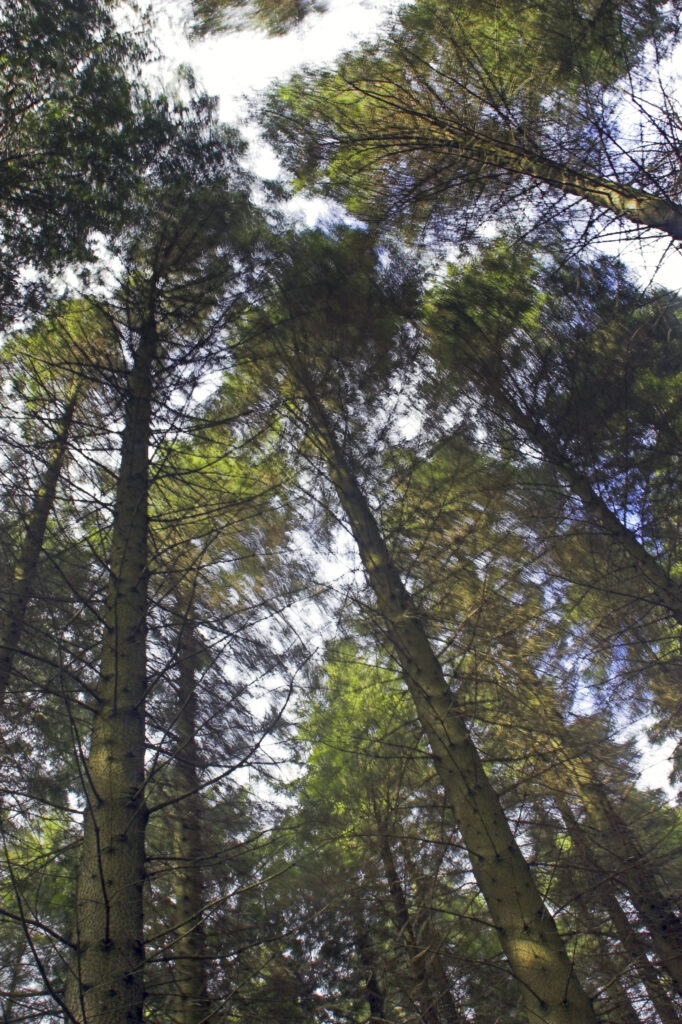 Northern Ireland County Down Tollymore Forest Park