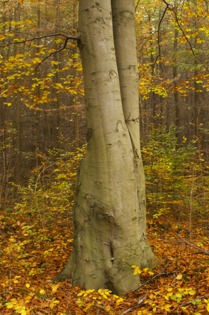 England, Tyne and Wear, Chopwell Woodland Park.