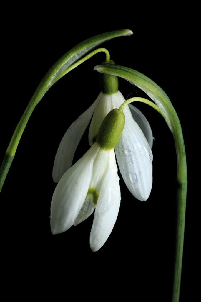 England, Northumberland, Snowdrop Flower.