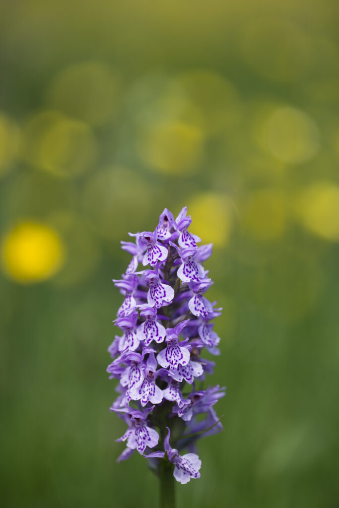 England, Northumberland, Common Spotted Orchid.