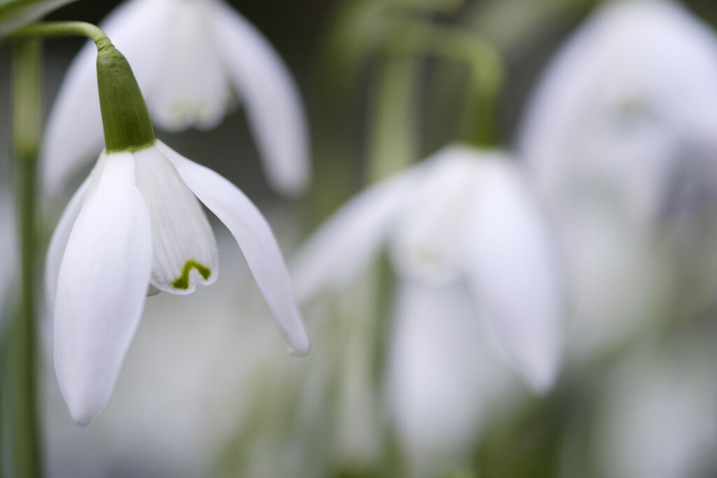 Scotland, Edinburgh, Royal Botanic Garden Edinburgh.