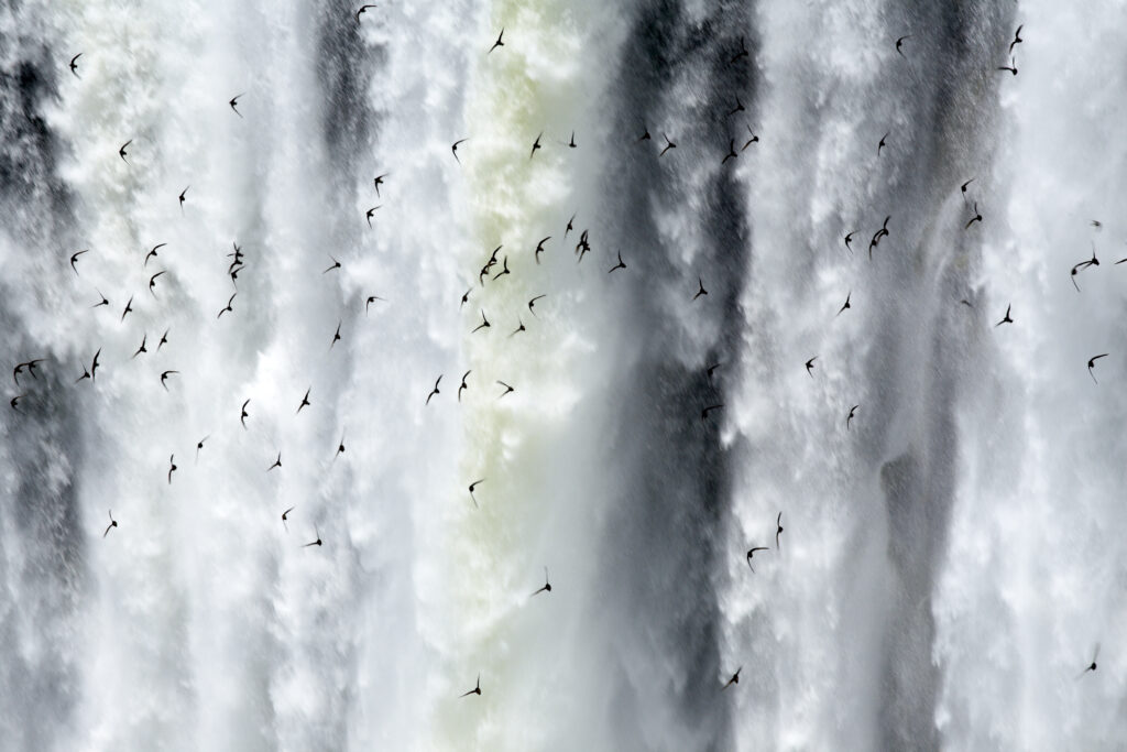 Argentina, Misiones, Iguazu National Park. Birds fly in flocks in front of the impressive Iguazu waterfalls – A world heritage site.