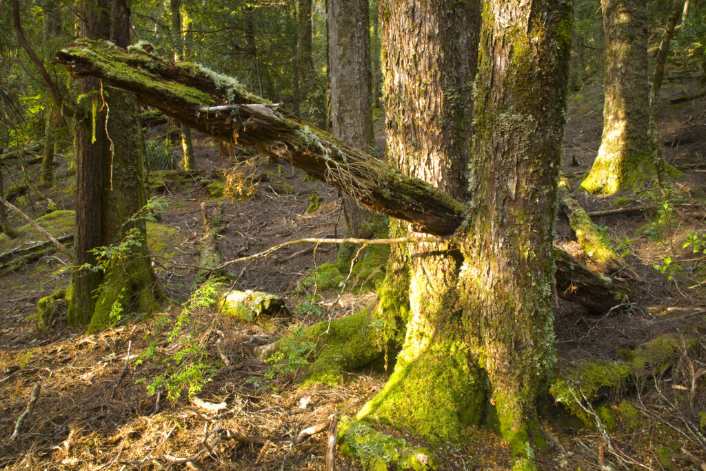 Australia, Tasmania, Cradle Mt – Lake St Clair National Park.