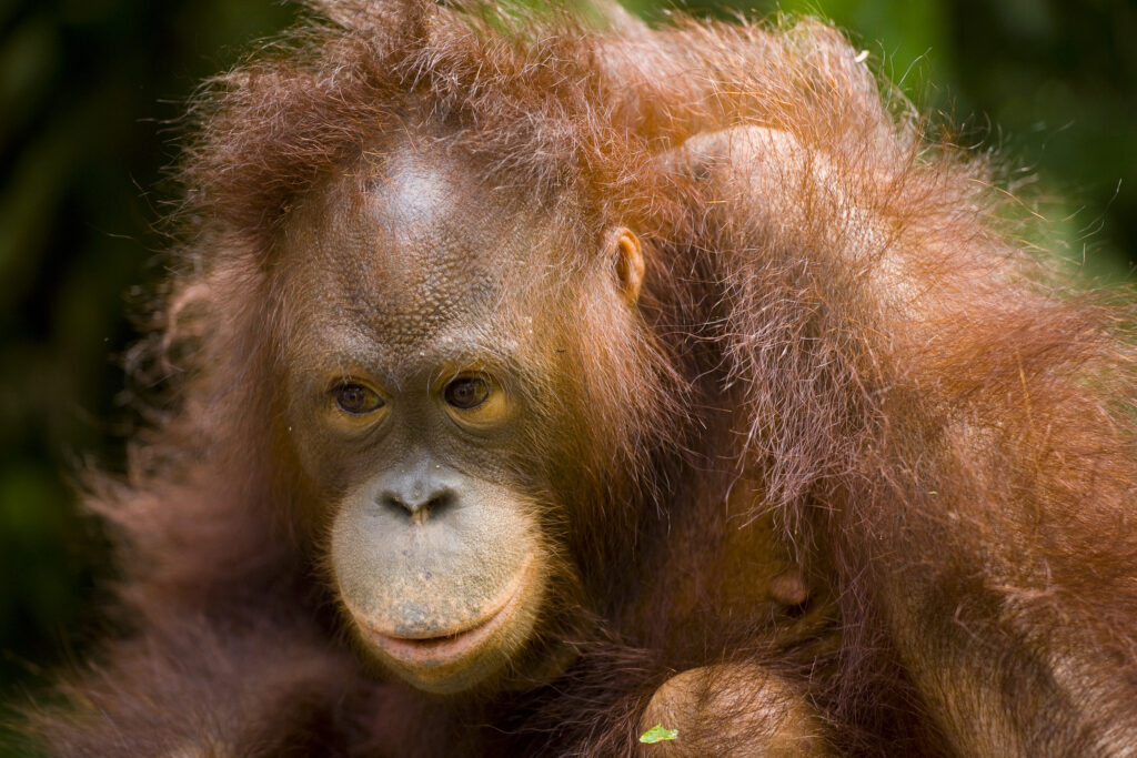 Sabah Malaysia, Borneo, Orang Utan