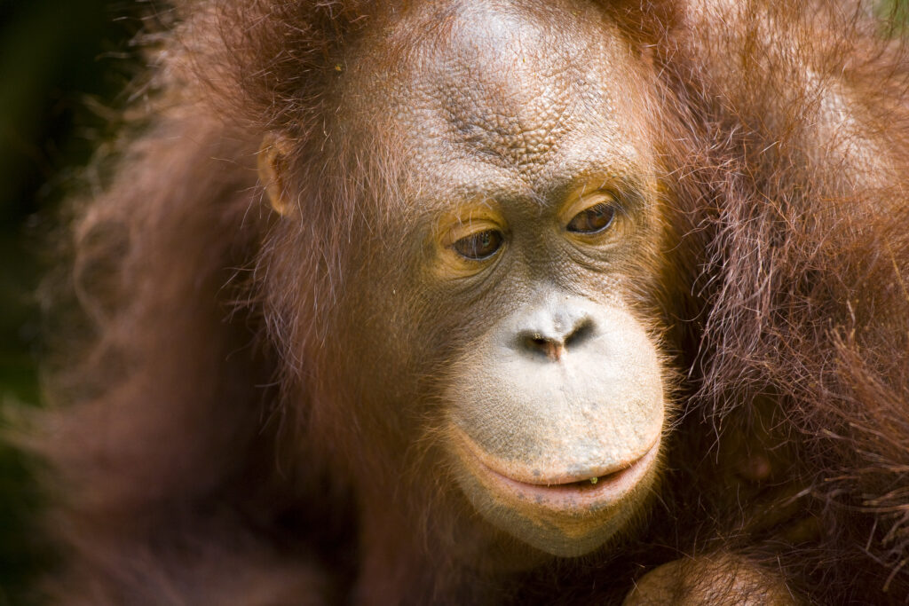 Sabah Malaysia, Borneo, Orang Utan