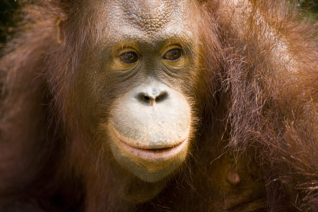 Sabah Malaysia, Borneo, Orang Utan