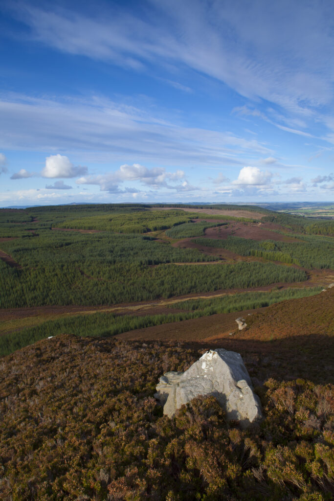 England, Northumberland, Thrunton Woods.