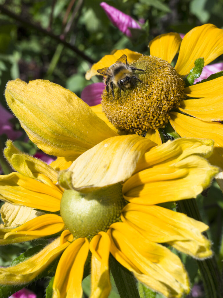 England, Scottish Borders, Bumble Bee.