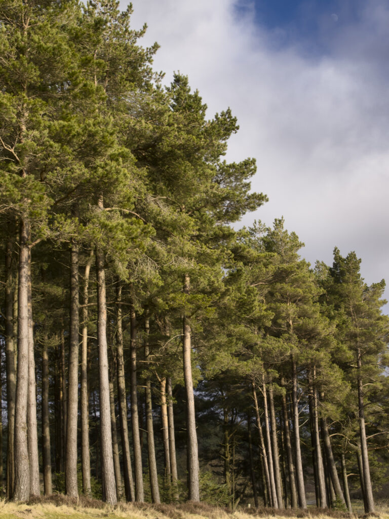 England, Northumberland, Kielder Water & Forest Park.