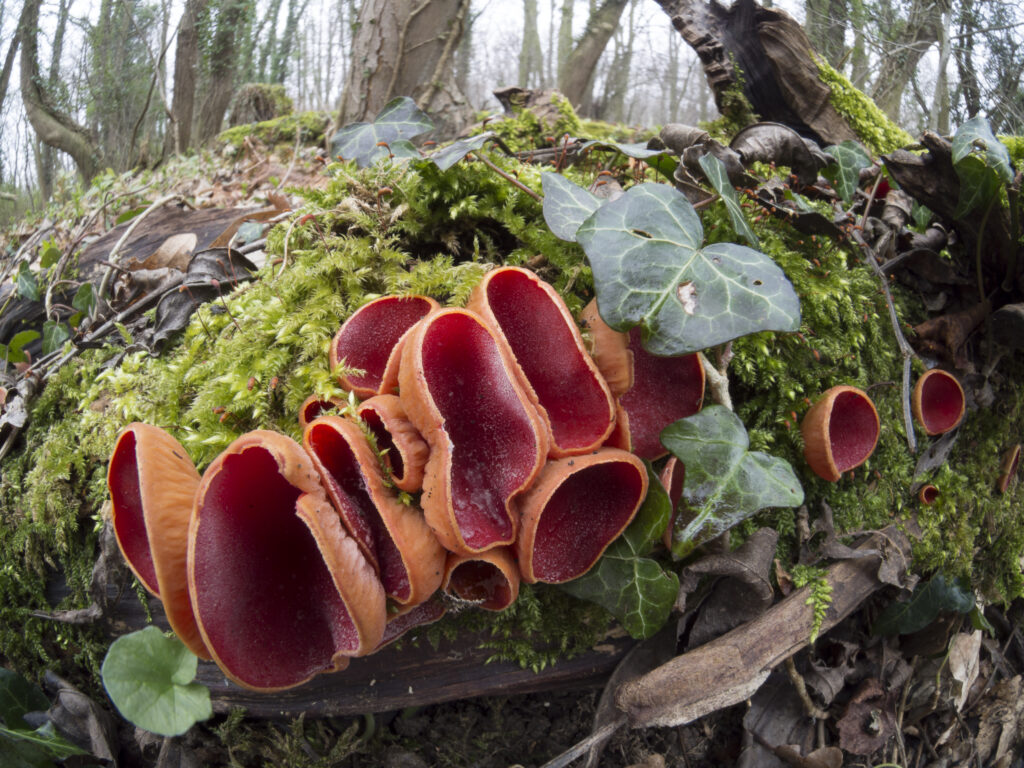 England, Northumberland, Scarlet Elf Cup Fungus.