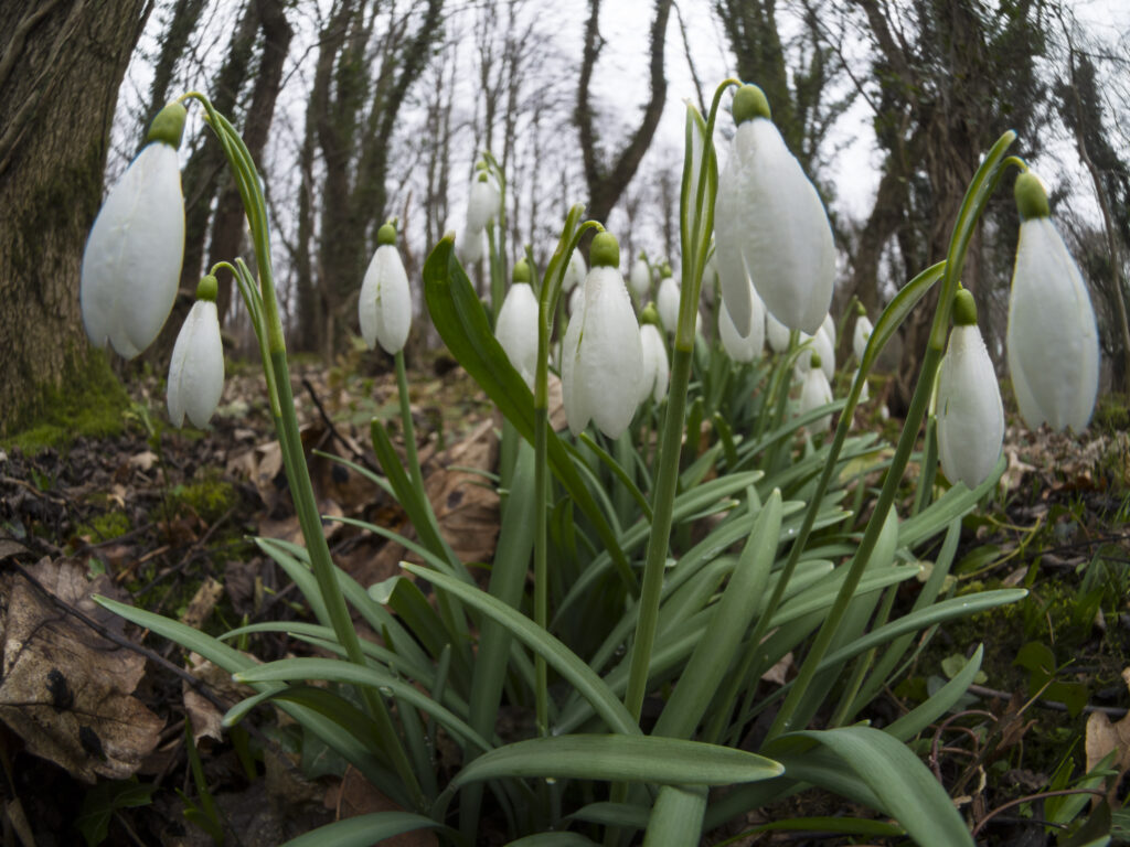 England, Northumberland, Plessey Woods Country Park.
