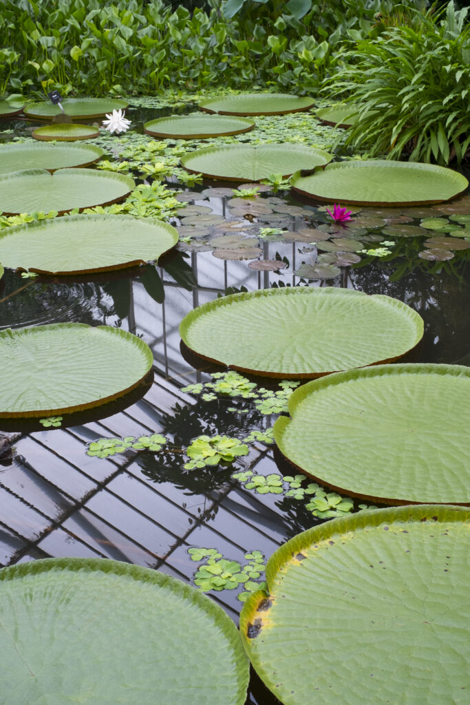 Scotland, Edinburgh, Royal Botanic Garden Edinburgh.