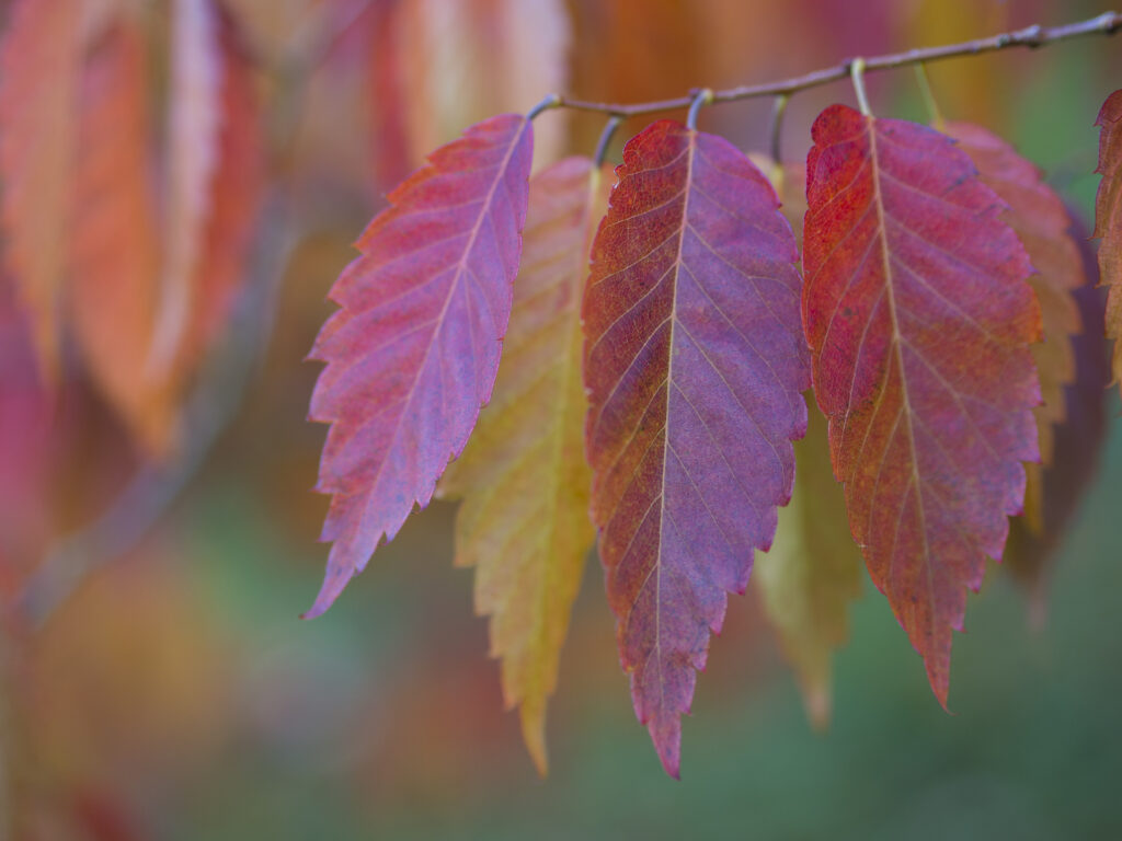 England, County Durham, East Durham College Arboretum.