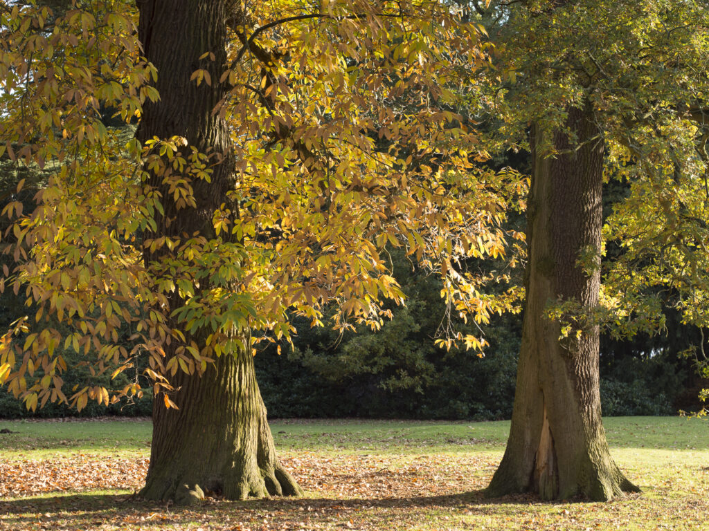 England, Nottinghamshire, Clumber Park.