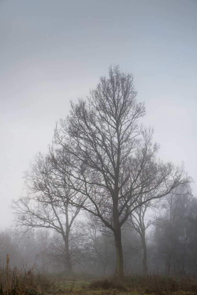 England, West Midlands, Baggeridge Country Park.