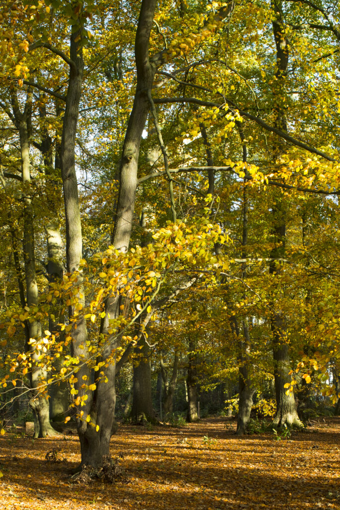 England, Northumberland, Bolam Lake Country Park