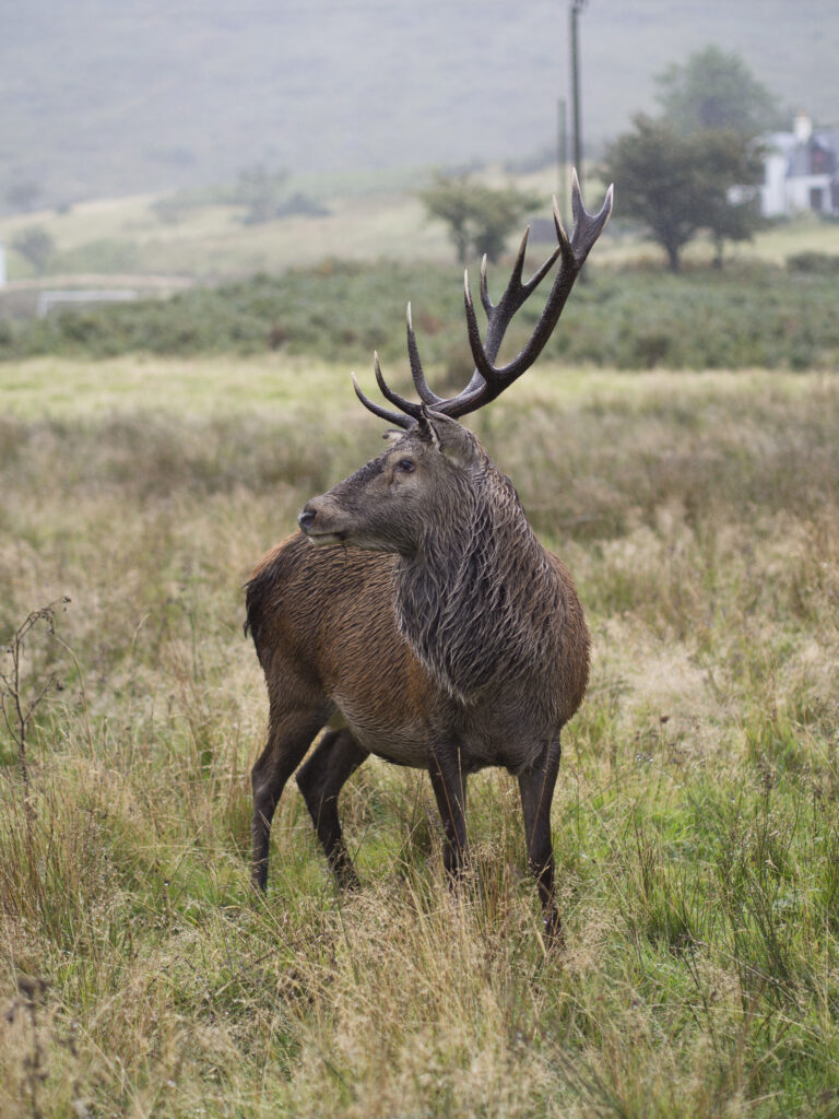 Scotland, North Ayrshire, Isle of Arran.