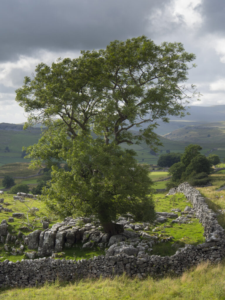England, Yorkshire, Yorkshire Dales National Park.