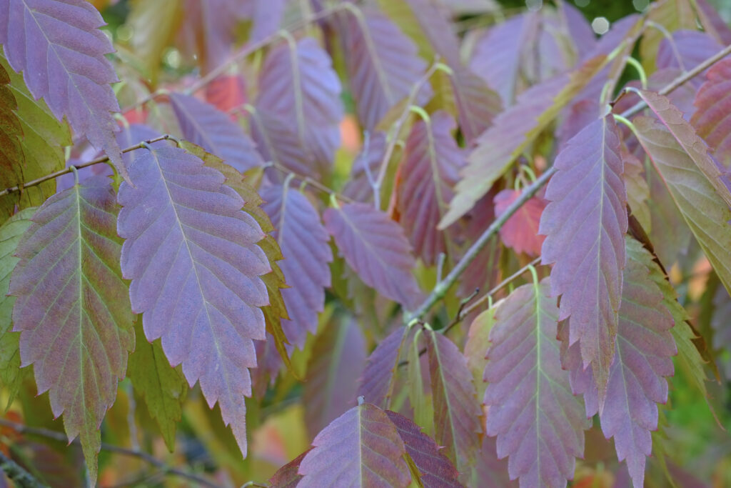 England, County Durham, East Durham College Arboretum.